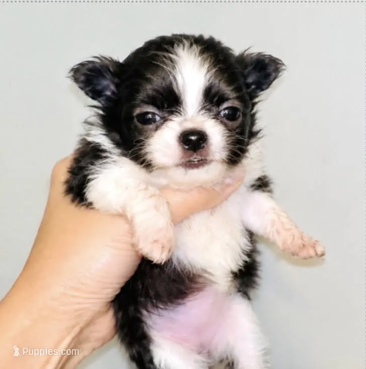 Bambi Doll – Chihuahua puppy for sale in Santa Rosa Beach, FL