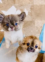 Blue Eye Beauty , a female Chihuahua for sale in Santa Rosa Beach, FL – 2 of 3