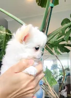 White Angel , a female Chihuahua for sale in Santa Rosa Beach, FL – 8 of 9