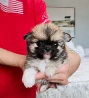 Eva's Eden Arctic Prince( top show ), a male Chihuahua for sale in Santa Rosa Beach, FL – 6 of 10