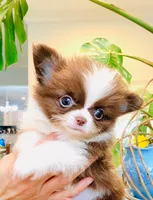 Chocolate Nugget ( show quality ), a male Chihuahua for sale in Santa Rosa Beach, FL – 2 of 3