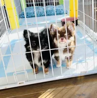 Angel, a female Chihuahua for sale in Santa Rosa Beach, FL – Photo 3 of 4