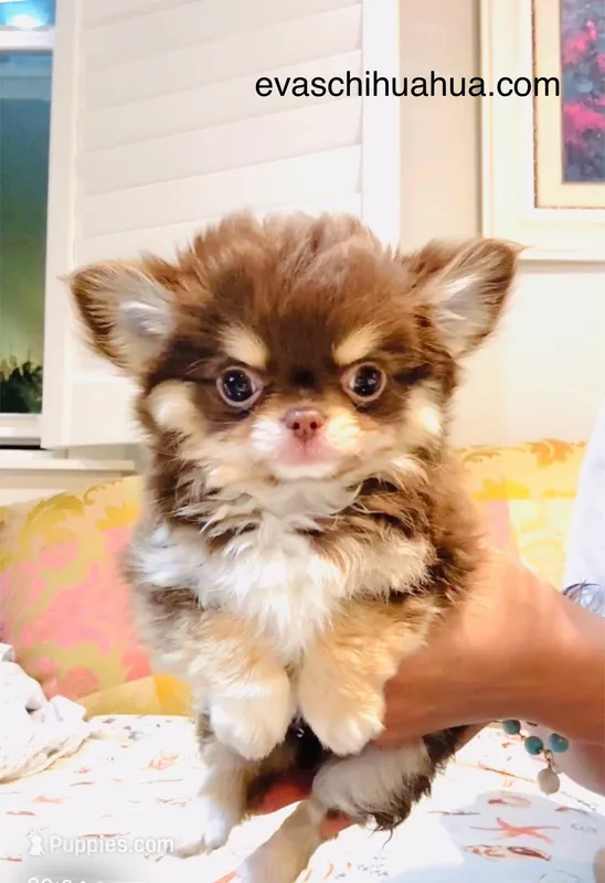 Angel – Chihuahua puppy on hold in Santa Rosa Beach, FL