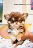 Angel, a female Chihuahua for sale in Santa Rosa Beach, FL – Photo 1 of 4