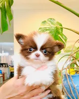 Chocolate Nugget ( show quality ), a male Chihuahua for sale in Santa Rosa Beach, FL – 3 of 3