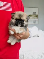 Eva's Eden Arctic Prince( top show ), a male Chihuahua for sale in Santa Rosa Beach, FL – 5 of 10