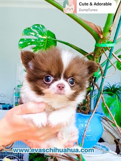Eden , a male Chihuahua for sale in Santa Rosa Beach, FL – 5 of 5