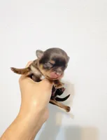 Prince Golden Chocolate, a male Chihuahua for sale in Santa Rosa Beach, FL – 1 of 6