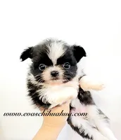 Bambi Doll ( show quality ), a female Chihuahua for sale in Santa Rosa Beach, FL – 5 of 6