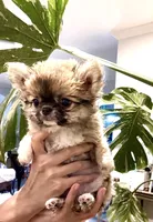 Eva's Eden Arctic Prince( tiny,top show ) , a male Chihuahua for sale in Santa Rosa Beach, FL – 4 of 10