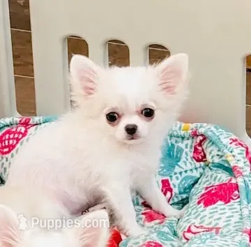 White Rose, show quality  – Chihuahua puppy for sale in Santa Rosa Beach, FL