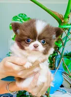 Eden , a male Chihuahua for sale in Santa Rosa Beach, FL – 2 of 5