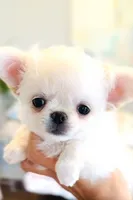 White Angel , a female Chihuahua for sale in Santa Rosa Beach, FL – 3 of 9