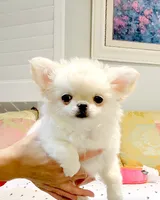 Princess Snow White , a female Chihuahua for sale in Santa Rosa Beach, FL – 2 of 10