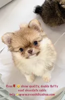 Perfection ( show quality ), a female Chihuahua for sale in Santa Rosa Beach, FL – 3 of 4