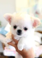 White Angel , a female Chihuahua for sale in Santa Rosa Beach, FL – 5 of 9