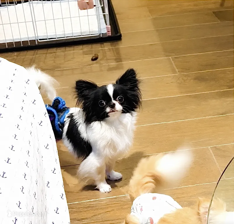 Mini Panda(tiny) – Chihuahua puppy for sale in Santa Rosa Beach, FL