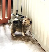Eva's Eden Arctic Prince( tiny,top show ) , a male Chihuahua for sale in Santa Rosa Beach, FL – 6 of 10