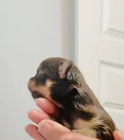 Prince Golden Chocolate, a male Chihuahua for sale in Santa Rosa Beach, FL – 6 of 6
