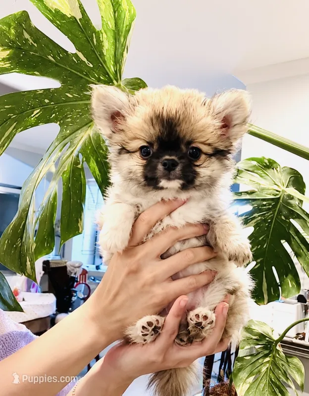 Eva's Eden Arctic Prince( tiny,top show )  – Chihuahua puppy for sale in Santa Rosa Beach, FL