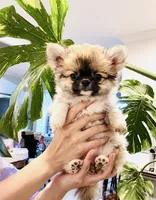 Eva's Eden Arctic Prince( tiny,top show ) , a male Chihuahua for sale in Santa Rosa Beach, FL – 1 of 10