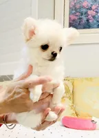 Princess Snow White , a female Chihuahua for sale in Santa Rosa Beach, FL – 4 of 10