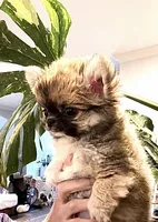 Eva's Eden Arctic Prince( tiny,top show ) , a male Chihuahua for sale in Santa Rosa Beach, FL – 2 of 10