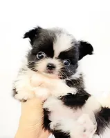 Bambi Doll ( show quality ), a female Chihuahua for sale in Santa Rosa Beach, FL – 3 of 6
