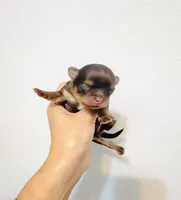 Prince Golden Chocolate, a male Chihuahua for sale in Santa Rosa Beach, FL – 2 of 6