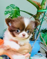 Eden , a male Chihuahua for sale in Santa Rosa Beach, FL – 4 of 5