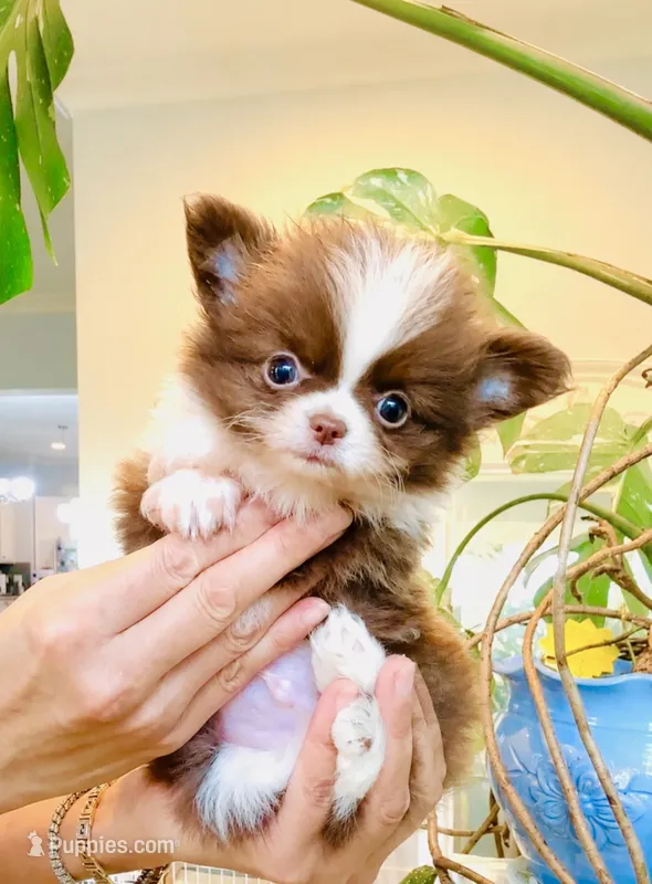 Chocolate Nugget ( show quality ) – Chihuahua puppy for sale in Santa Rosa Beach, FL