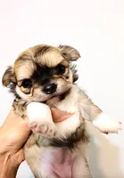 Exotic Beauty , a female Chihuahua for sale in Santa Rosa Beach, FL – Photo 4 of 9