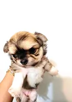 Exotic Beauty , a female Chihuahua for sale in Santa Rosa Beach, FL – Photo 6 of 9