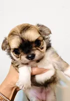 Exotic Beauty , a female Chihuahua for sale in Santa Rosa Beach, FL – Photo 1 of 9