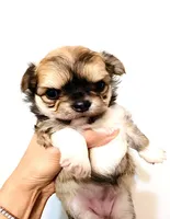 Exotic Beauty , a female Chihuahua for sale in Santa Rosa Beach, FL – Photo 2 of 9