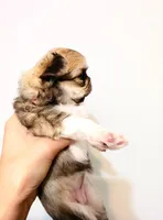 Exotic Beauty , a female Chihuahua for sale in Santa Rosa Beach, FL – Photo 9 of 9