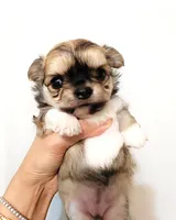 Exotic Beauty , a female Chihuahua for sale in Santa Rosa Beach, FL – Photo 8 of 9