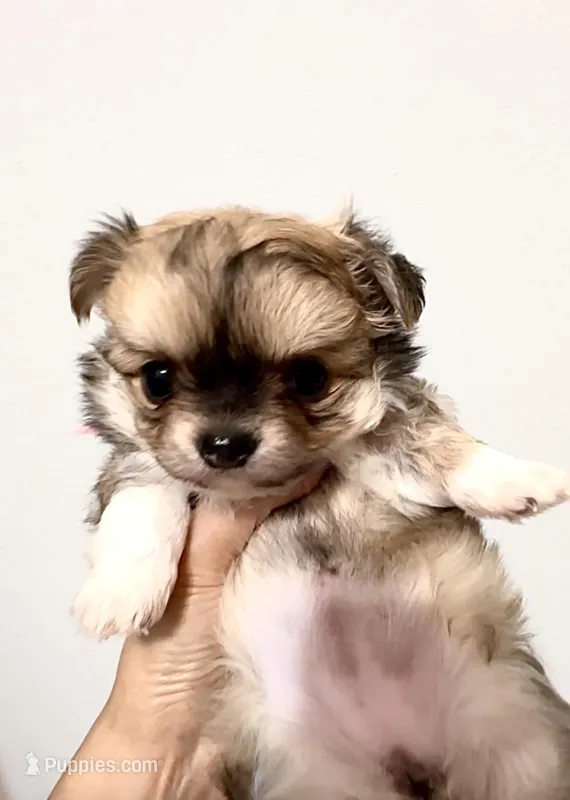 Exotic Beauty  – Chihuahua puppy for sale in Santa Rosa Beach, FL