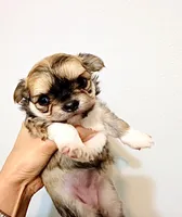 Exotic Beauty , a female Chihuahua for sale in Santa Rosa Beach, FL – Photo 3 of 9