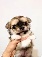 Exotic Beauty , a female Chihuahua for sale in Santa Rosa Beach, FL – Photo 5 of 9