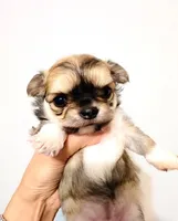 Exotic Beauty , a female Chihuahua for sale in Santa Rosa Beach, FL – Photo 7 of 9