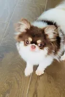 One In Million ( 2.8 lb ), a male Chihuahua for sale in Santa Rosa Beach, FL – Photo 2 of 3