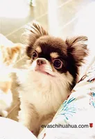 One In Million ( 2.8 lb ), a male Chihuahua for sale in Santa Rosa Beach, FL – Photo 3 of 3