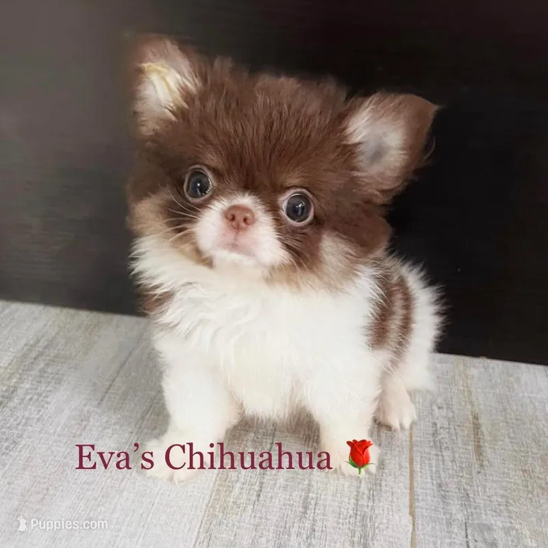 One In Million ( 2.8 lb )