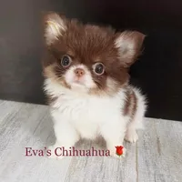 One In Million ( 2.8 lb ), a male Chihuahua for sale in Santa Rosa Beach, FL – Photo 1 of 3