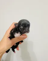 Black Rose, a female Chihuahua for sale in Santa Rosa Beach, FL – Photo 2 of 2