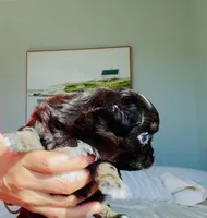 Black Rose( tri-color ), a female Chihuahua for sale in Santa Rosa Beach, FL – Photo 3 of 9