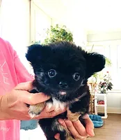Black Rose( tri-color ), a female Chihuahua for sale in Santa Rosa Beach, FL – 1 of 9
