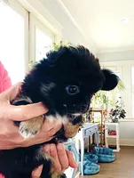 Black Rose( tri-color ), a female Chihuahua for sale in Santa Rosa Beach, FL – 3 of 9