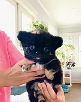 Black Rose( tri-color ), a female Chihuahua for sale in Santa Rosa Beach, FL – 4 of 9